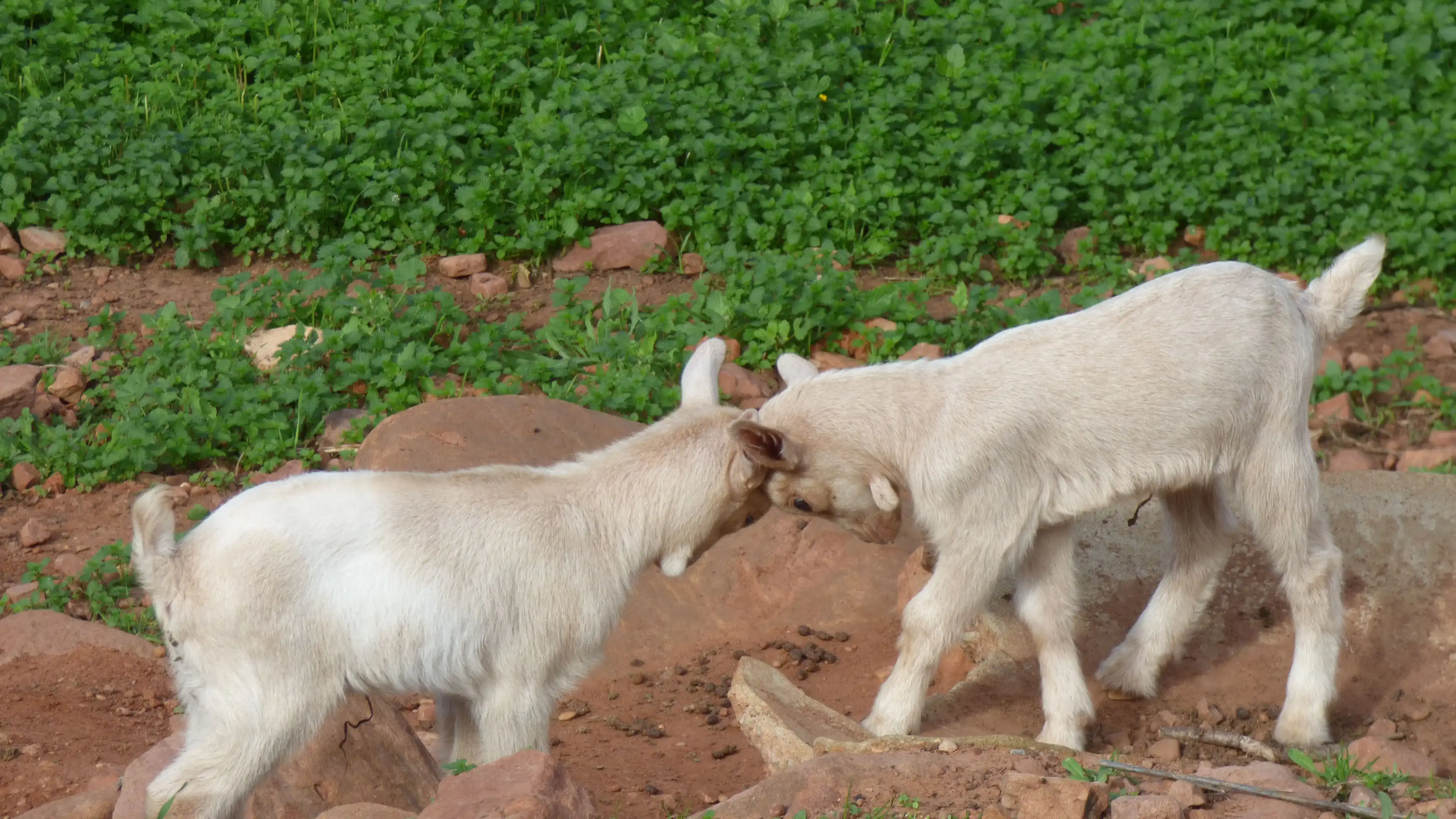 Cabras pastando en el monte
